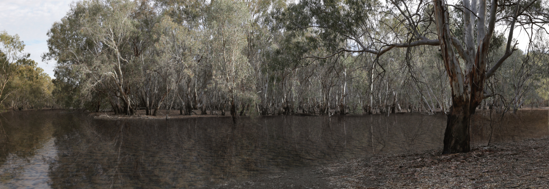Vinifera — Proposed