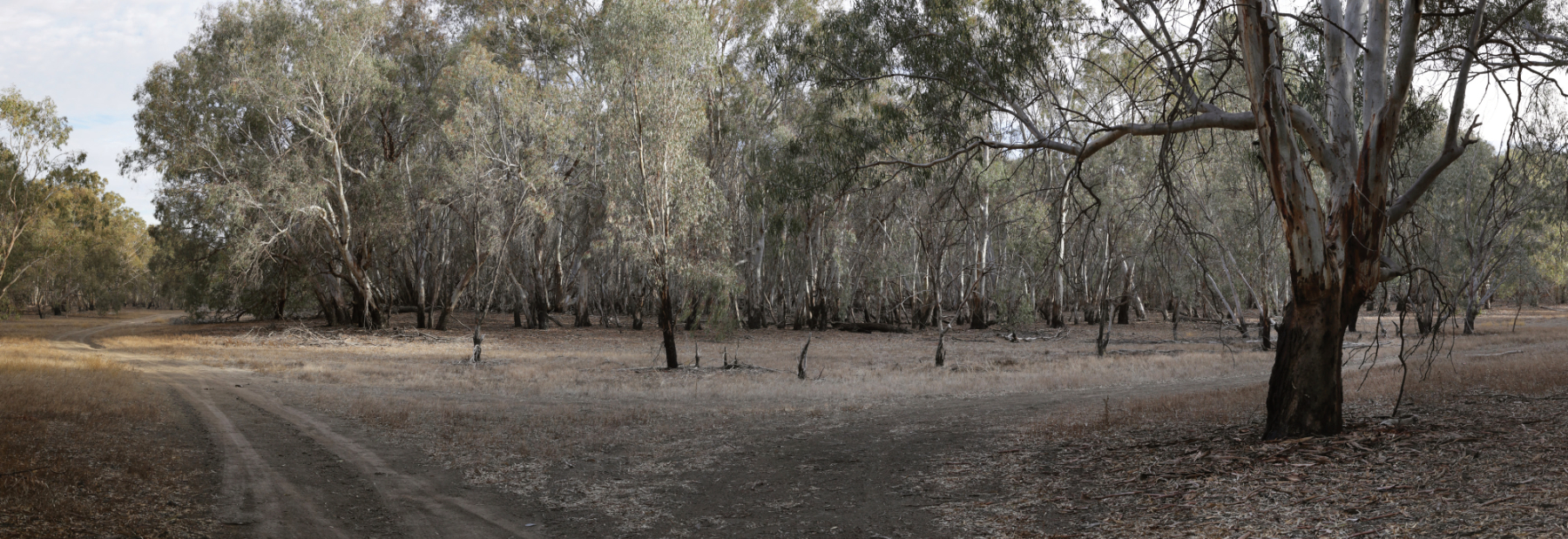 Vinifera — Existing